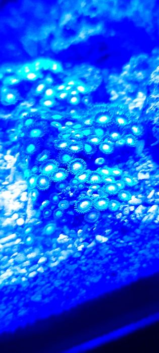 Corais fáceis vários