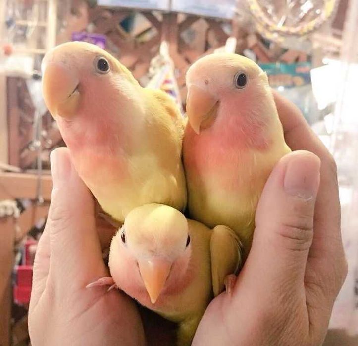 Vendo agapórnis domesticados