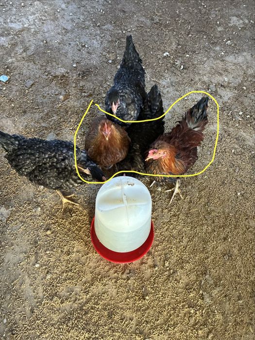 Aves de Capoeira