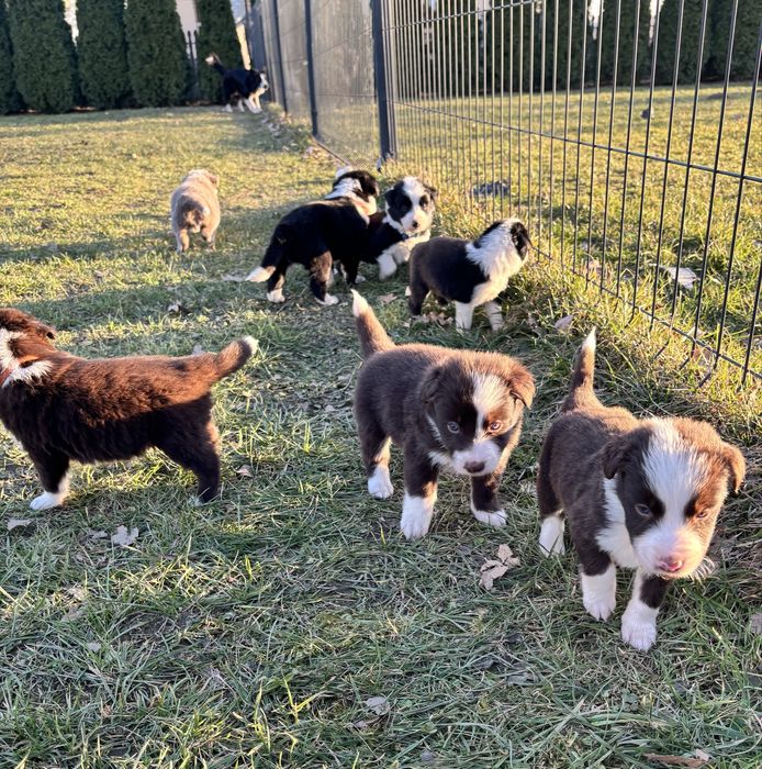 Czarno-Biały piesek border collie