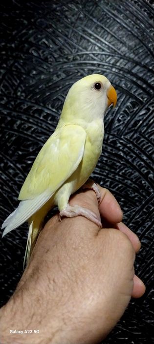 Agapone / agapornis domesticados