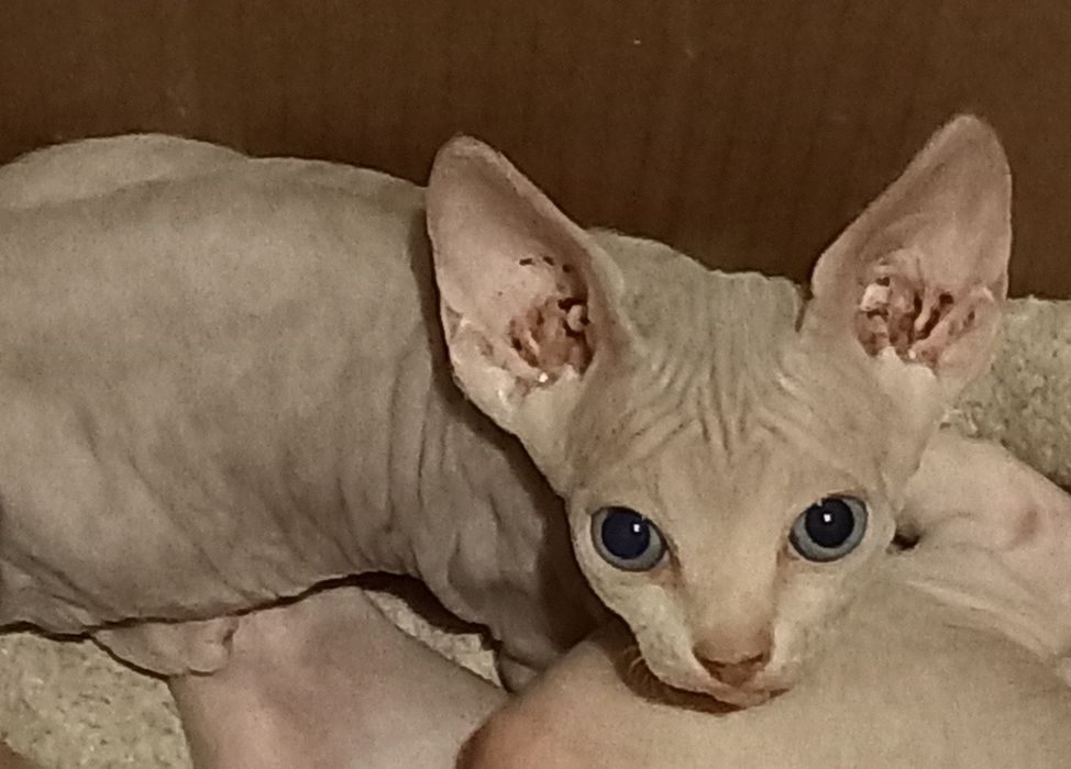 Котята-канадские сфинксы