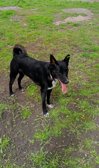 Собачка ДЕНЧІК (підліток) у відповідальну родину