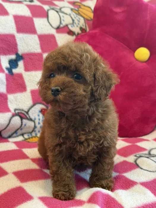 Poodle red disponível