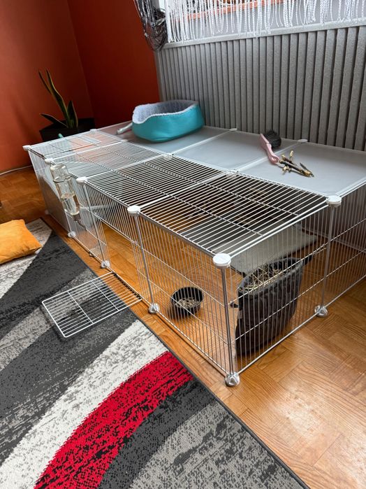 Królik miniaturka Mini Lop
