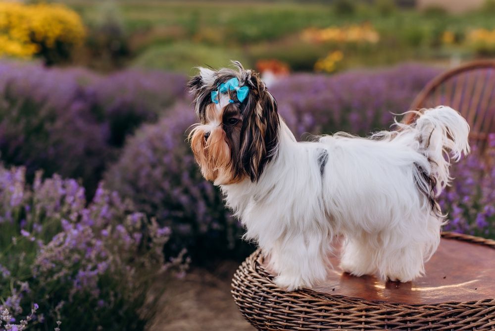Клубний хлопчик БІВЕР відкритий для в'язок!