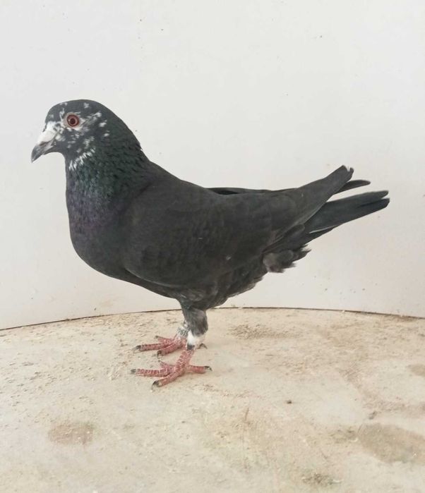 Lindo pombo correio fêmea