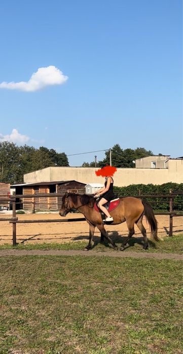 Klacz huculska 4letnia