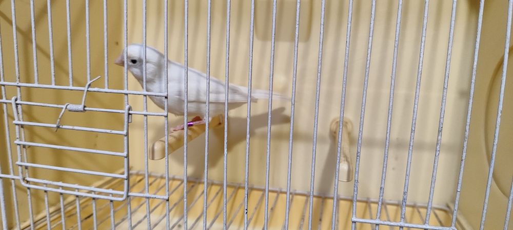 Canários Brancos Recessivos