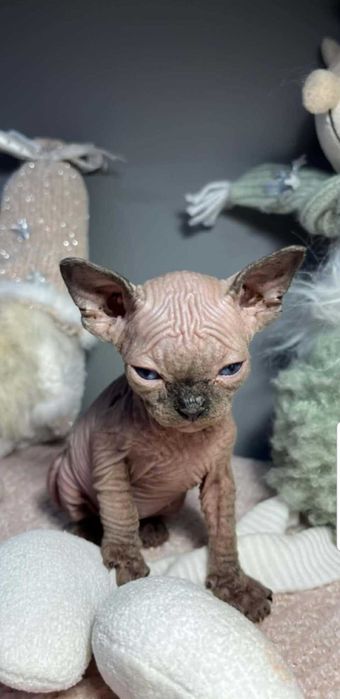 Piękny chłopak Sfinks Kanadyjski