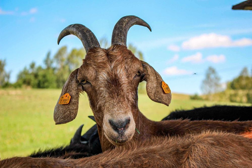 STADO kóz na sprzedaż