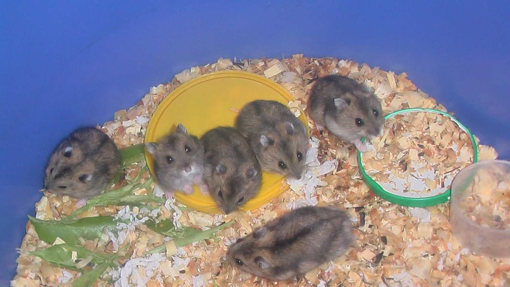 Джунгарские хомячки, хомяки, хомячата, хомяк, карликовые, джунгарики