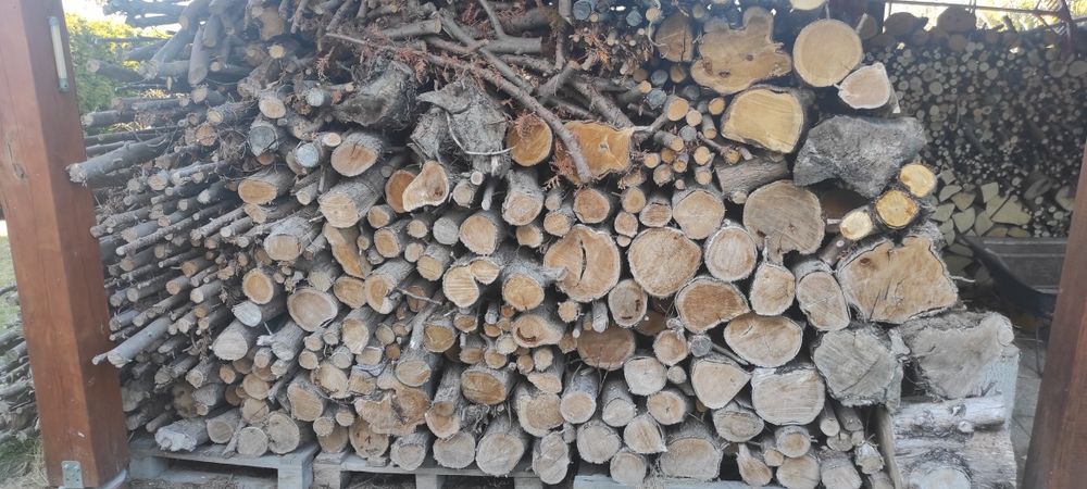 Drewno opałowe 3 letnie Tuja