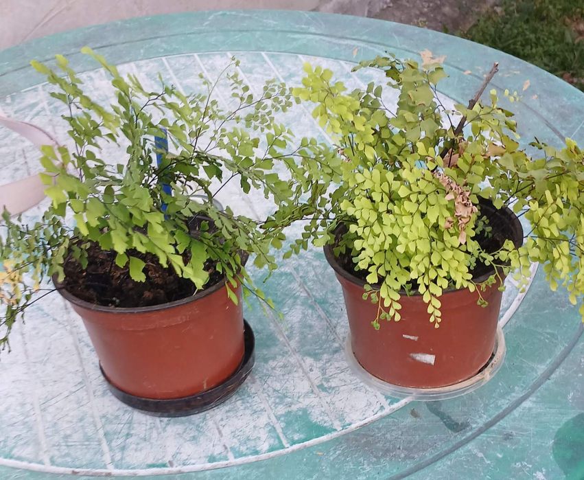 Квітка кімнатна Адіантум