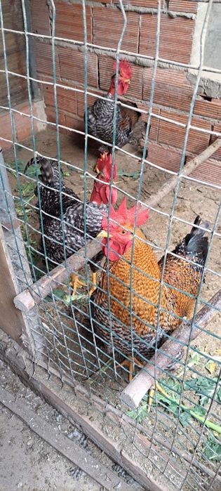 Tres galos para venda