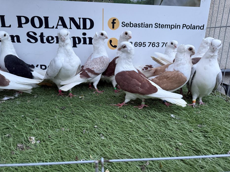 Gołębie. Mewki. Mewka. Możliwy transport