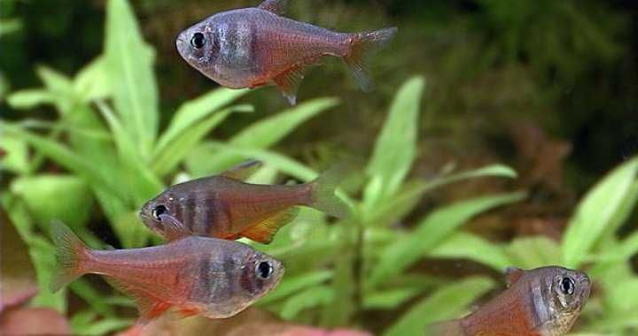 GB Tetra Czerwona, Bystrzyk Czerwony z Rio - dowóz ryb!