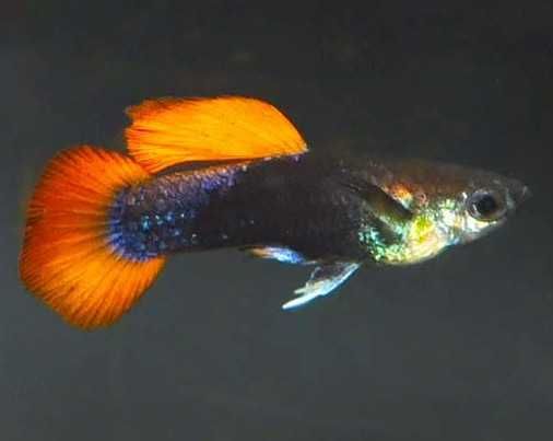 Gupiki Tuxedo Red Tail - para za 10 zł | Rybki do akwarium