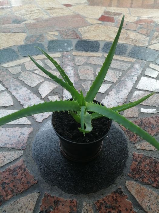 Aloes kwiat leczniczy