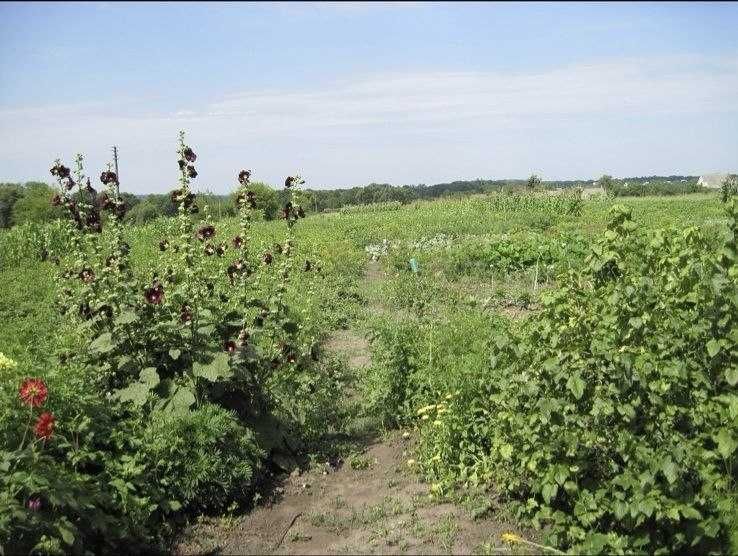 Земельна ділянка з будиночком в центрі с. Чепеліївка