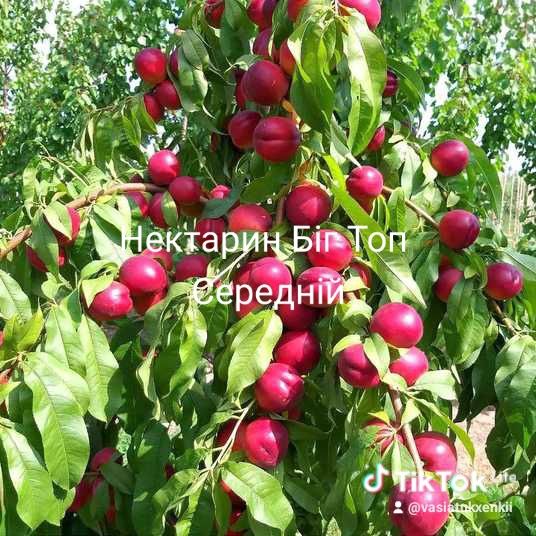 Продам саджанці плодових дерев Персики Абрикоси черешні сливи вишні є