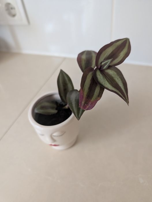 Planta Lambari Roxo