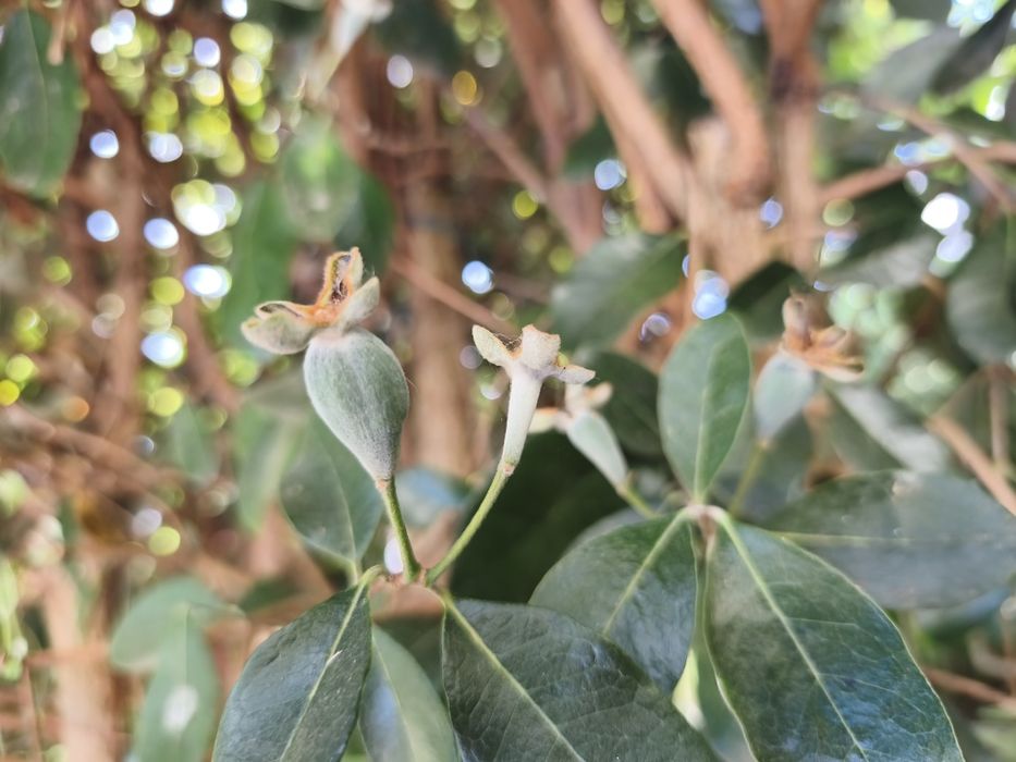 Árvores frutíferas e plantas exóticas e tropicais.