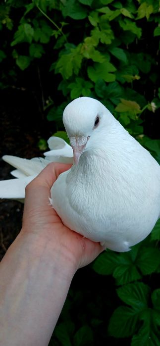 Продам фазанов .