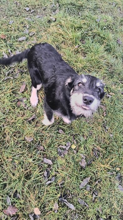 Oddam pieski w dobre ręce