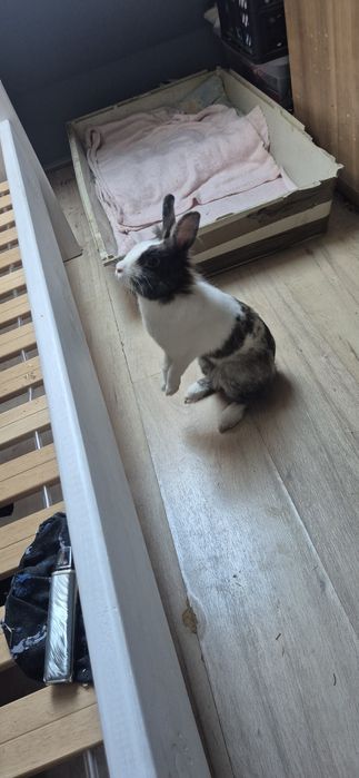 Królik lwi krzysiu