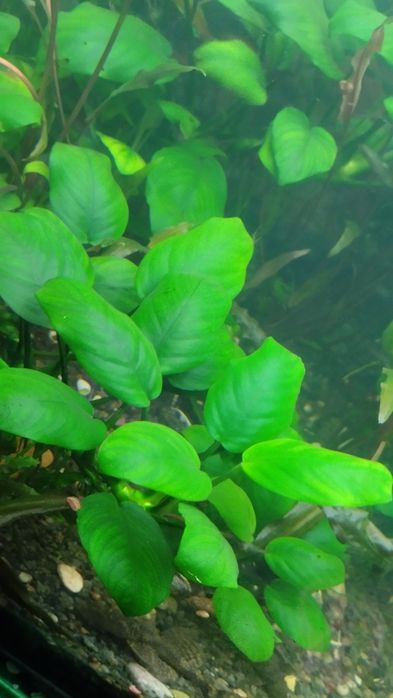 Продам акваріумну рослину анубіас нана