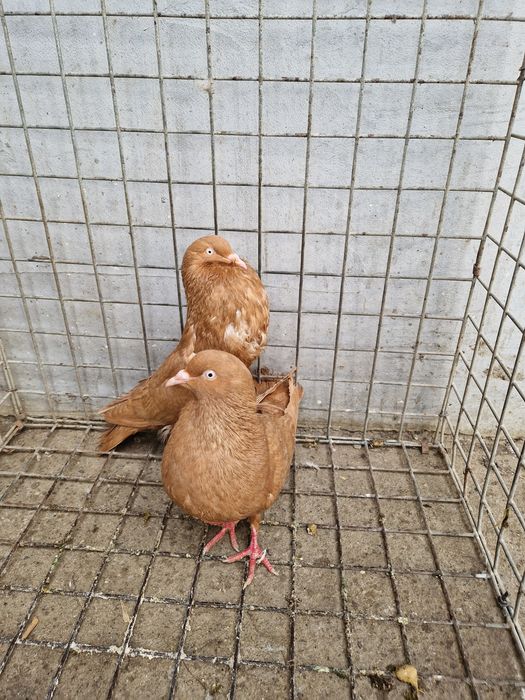 Gołębie Stawaki Polskie Para