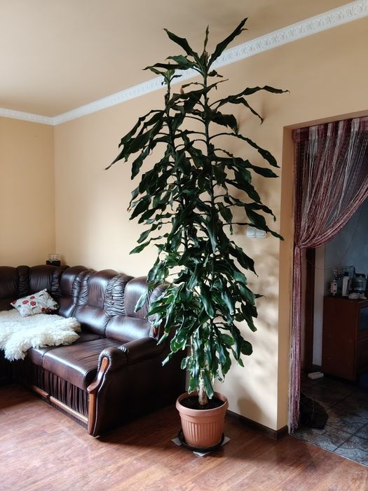 Kwiaty roślinki doniczkowe