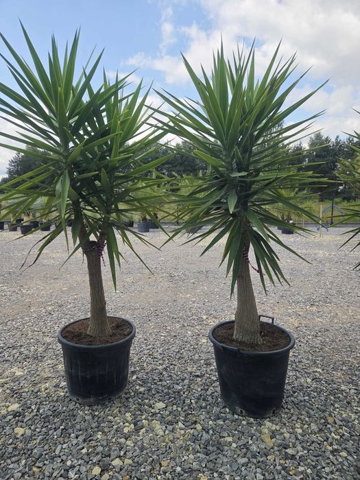 Yucca elephantipes – Juka gwatemalska | Wys. ok. 210–220 cm