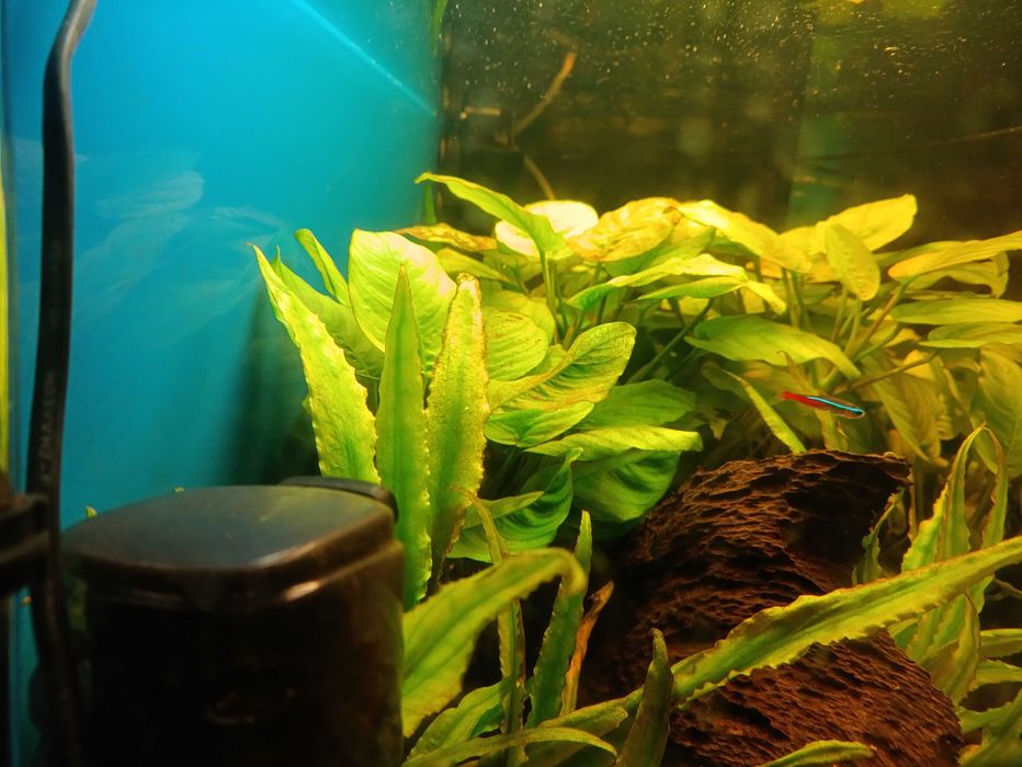 Anubias sprzedam