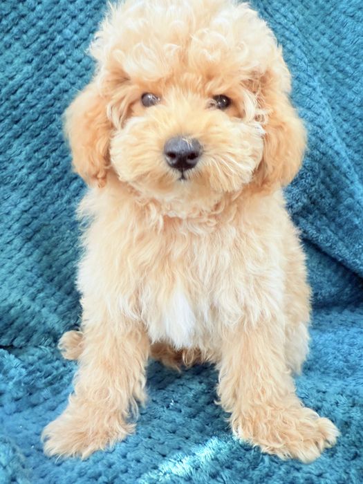 MALTIPOO F1B  piesek