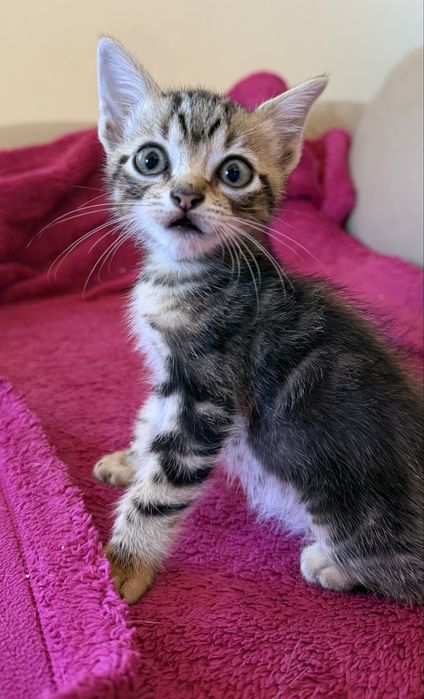 Gato para adoção
