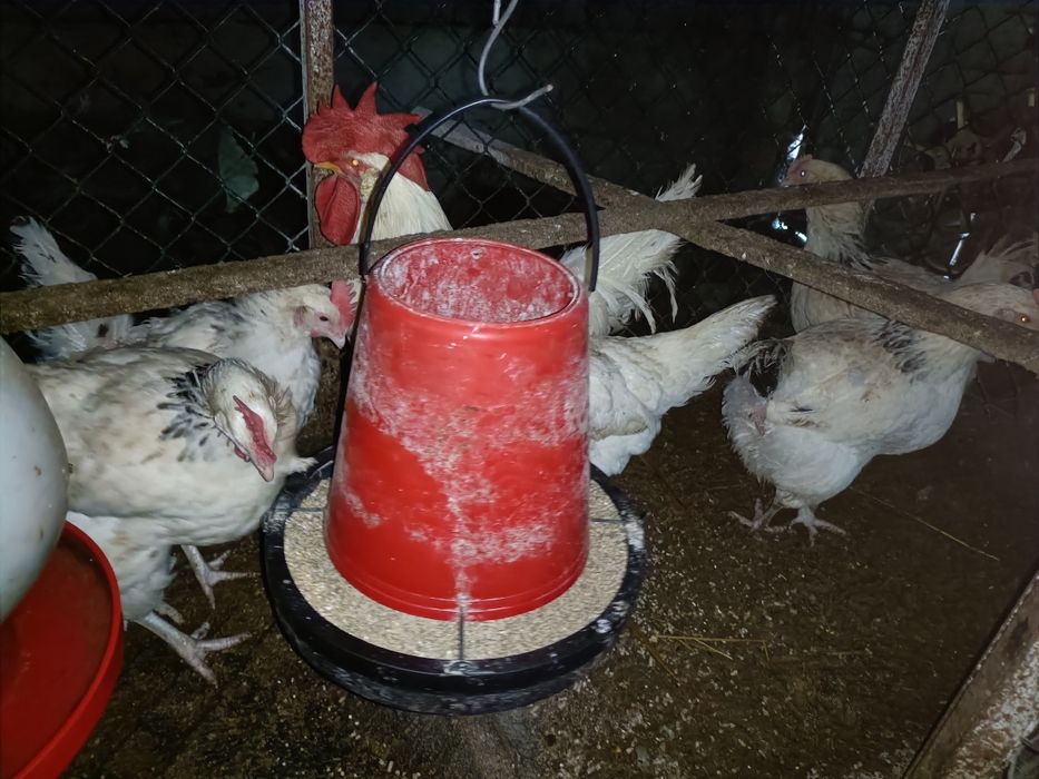 Vendo Galinhas brancas