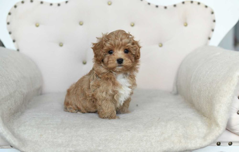 Maltipoo-sliczny maluch
