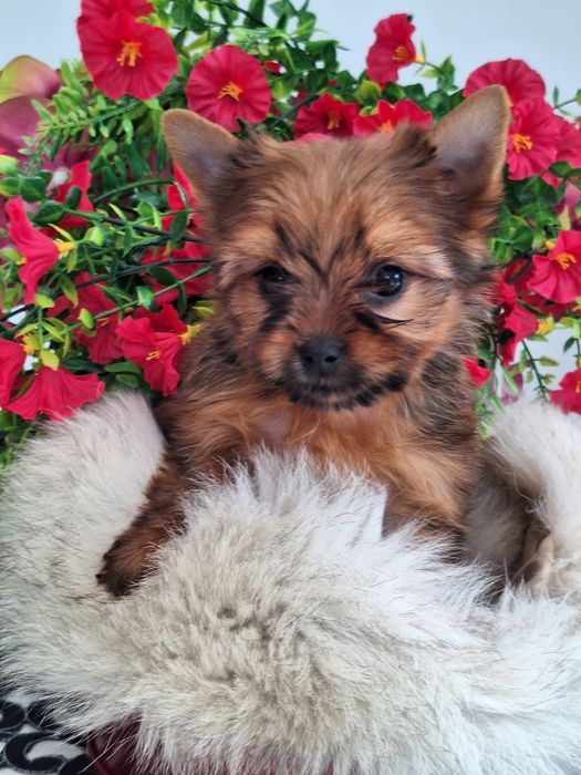 Yorkshire terrier z rodowodem