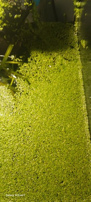 Rzęsa wodna mala wymienię