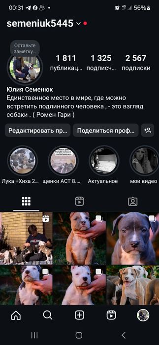 Радость в ваш дом ..Шикарная породная голубая девочка ам.стаффа. .
