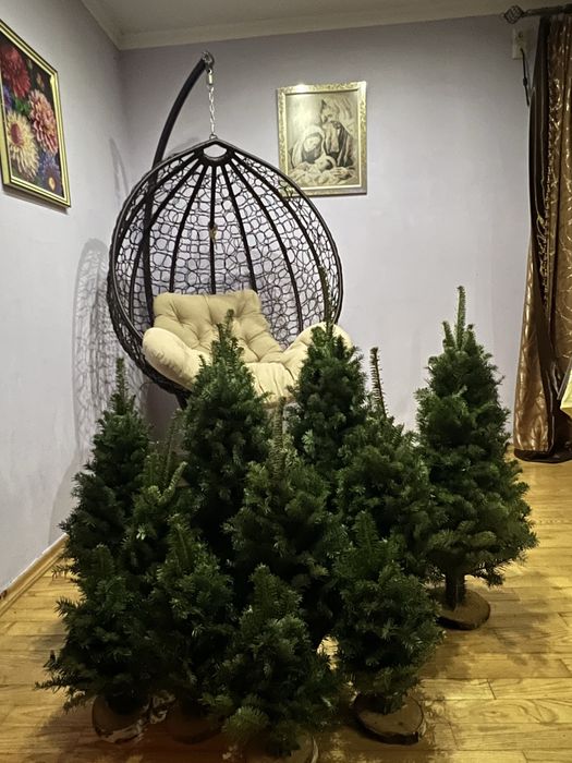 Плетені ялинки з живої гілки