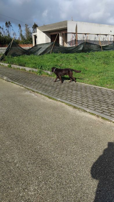 Amiguinho em adopção