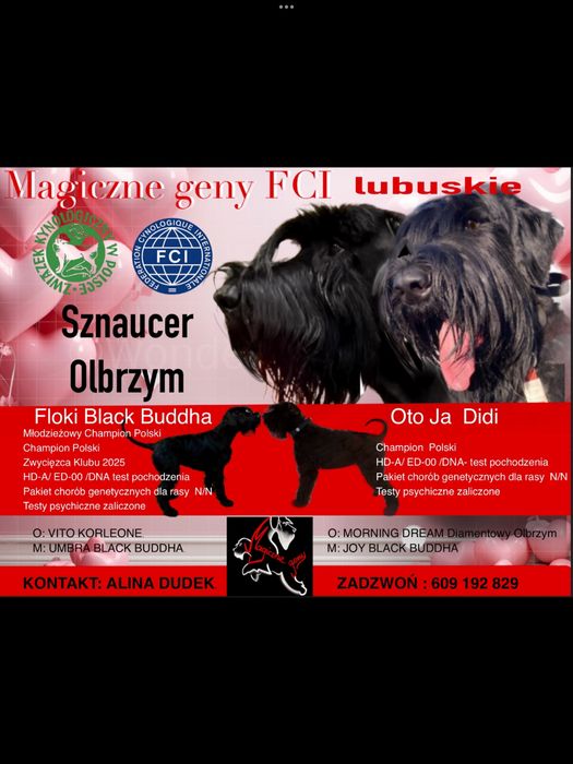 Sznaucer olbrzym czarny ZKwP