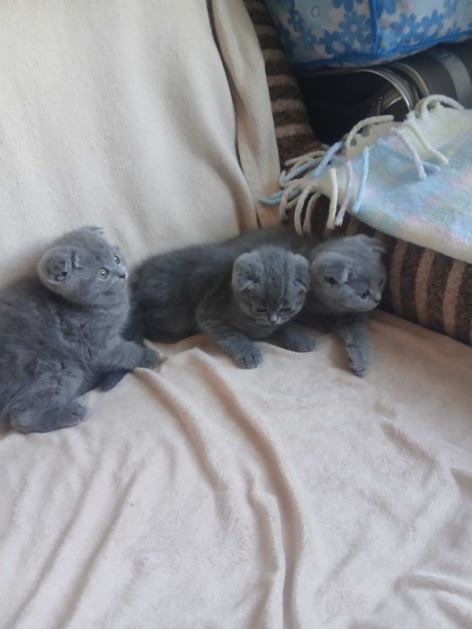 Вислоухие котята мальчики и девочки