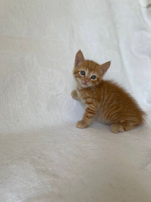 Котята котики отдам котенок мальчик