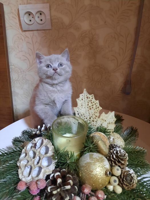 Продається кошеня(скотіш фолд)