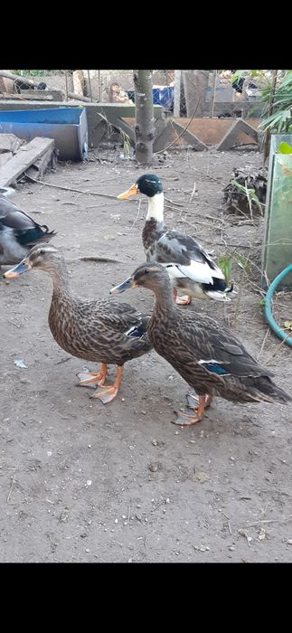 Vendo patos diversos (mistos)