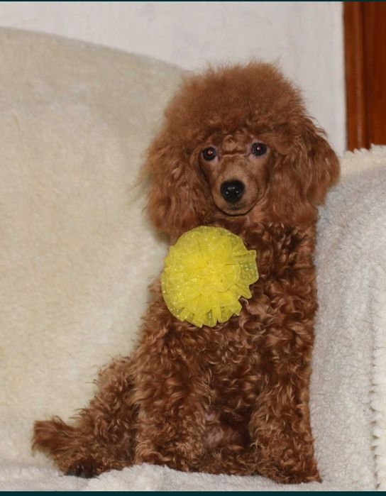 Пудель цуценята ред Браун.